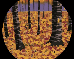 Collection card image