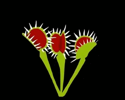 Collection card image