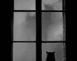 Collection card image