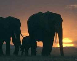 Collection card image