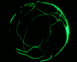 Collection card image