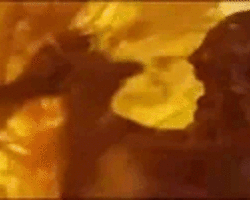 Collection card image