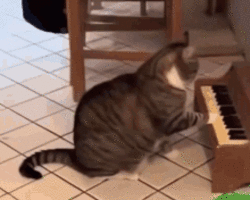 Collection card image