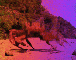 Collection card image