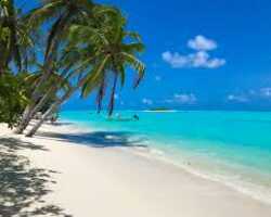 Collection card image