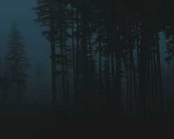 Collection card image